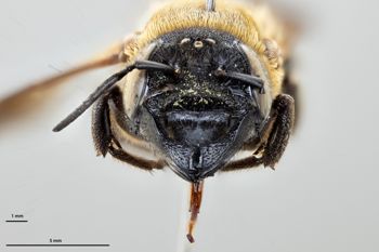 Media type: image;   Entomology 610931 Aspect: head frontal view